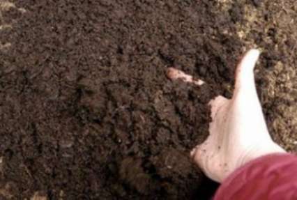 Как оздоровить почву на своем огороде и стоит ли для этого заводить червяков
