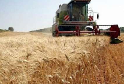 Аграрии в Украине намолотили уже 2 млн тонн зерна нового урожая