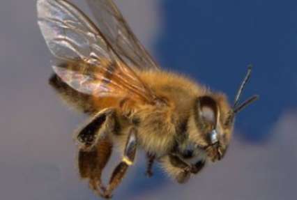 Агрессивные пчелы-убийцы продолжают распространяться по Калифорнии