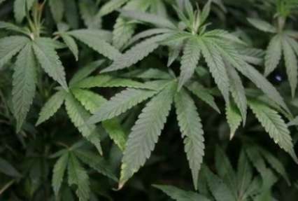 Еще один штат США легализовал профилактическое использование марихуаны