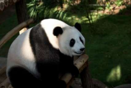 Гигантская панда родила детеныша в зоопарке Малайзии
