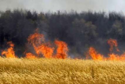 Из-за поджога во Львовской области сгорели 15 га пшеницы