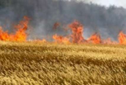 Из-за поджога во Львовской области сгорели 15 гектаров пшеницы