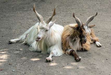 Из затопленного зоопарка в Уссурийске пропали три камерунские козы, зато нашлись 