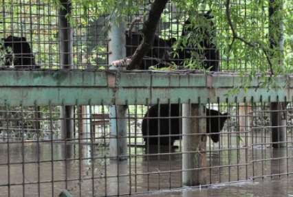 Из зоопарка Уссурийска вывезли трех медведей. Пик наводнения пройден, уверяет МЧС