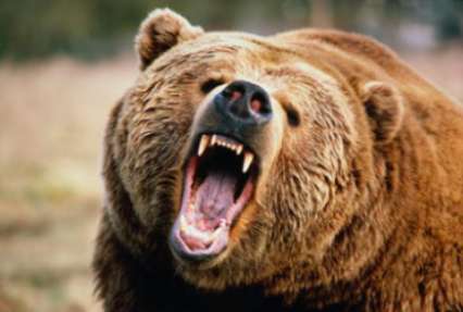 Медведь напал на женщину в российском кафе