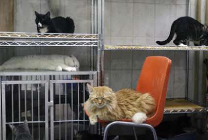 Москвичка согласилась расстаться с кошками ради возвращения детей в семью