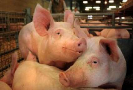 На Киевщине уничтожат 60 тыс. свиней из-за африканской чумы