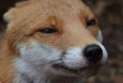 На улицы Риги вышли кабаны и лисицы