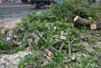 На Волыни ураган повалил 50 деревьев и травмировал семь человек
