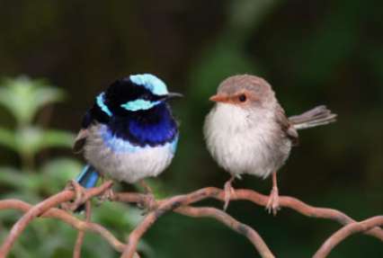 Невероятно: ученые научили птиц понимать 
