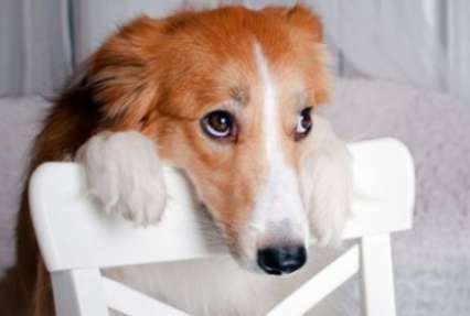 Почему собаки не испытывают чувство вины