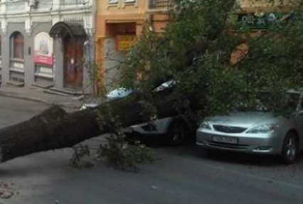 Подробности падения огромного дерева в центре Киева: аварию ликвидировали несколько часов