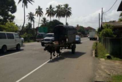 Путешествуя по Шри-Ланке: коровы в участке и хлеб на деревьях (фото)