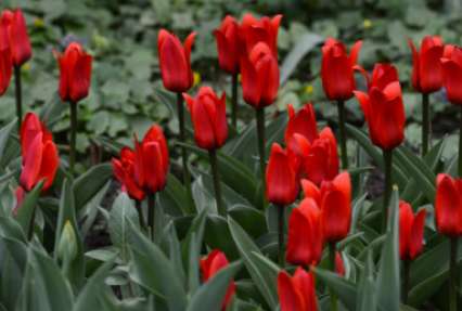 Россия предложила провести консультации с ЕС о запрете голландских тюльпанов