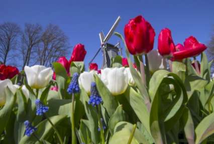 Россия ввела санкции против цветов из Голландии