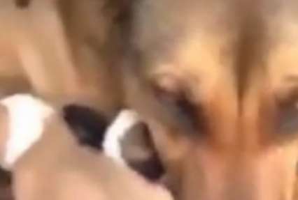 Собака-мама расплакалась, когда ей вернули щенят (видео)