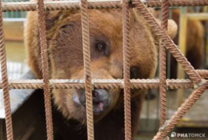 Томская мэрия пообещала защитить горожан от диких животных