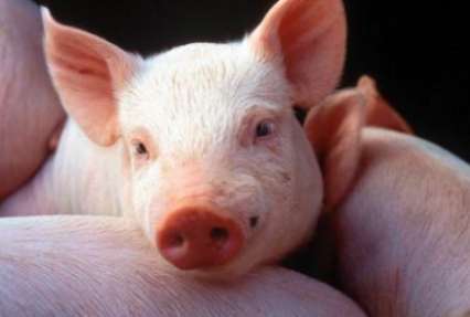 Ученые создали генномодифицированных свиней