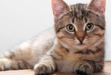 Ученые выяснили, как нужно гладить кошек