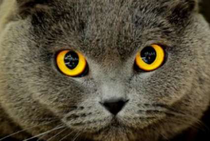 Ученые выяснили, почему у кошек вертикальные зрачки