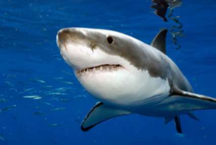 Ученые выяснили, зачем акулам неровная кожа