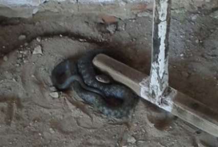 В детском саду в Херсонской области обнаружили змею