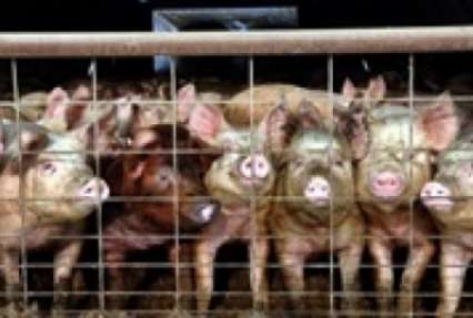 В двух областях Украины зафиксировали африканскую чуму свиней