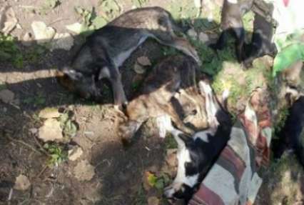 В Херсоне массовые убийства собак