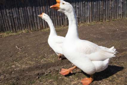 В Карелии депутаты запретили гусям ходить по берегу озера - можно только плавать