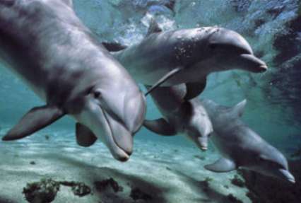 В Крыму браконьеры пытались продать украинцам живого дельфина