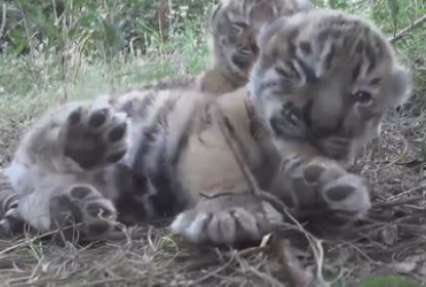 В Крыму родились три милых тигренка (видео)