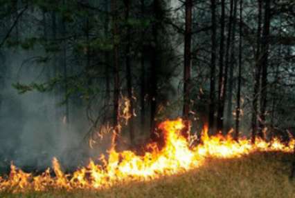 В охваченной пожарами Бурятии уволили руководителя областного лесхоза за неэффективность