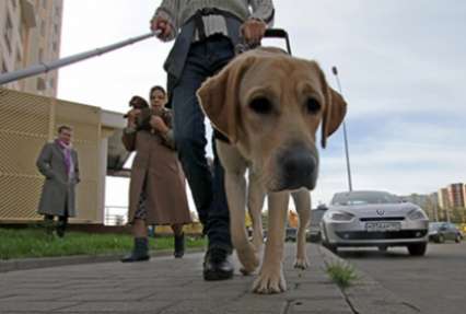 В Пермском крае у незрячего отобрали собаку-поводыря из-за жестокого обращения