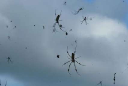 В Перу ученые обнаружили летающих пауков (видео)