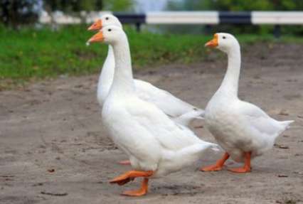 В России запретили выгуливать гусей у озера и на детских площадках