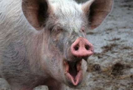 В Тернопольской области свинья перекусила мужчине артерию