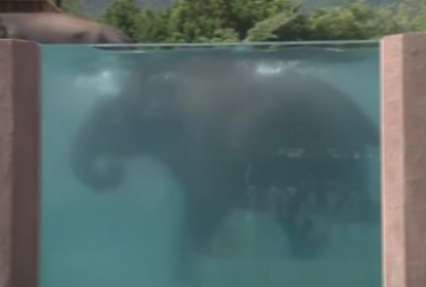 В японском зоопарке построили прозрачный бассейн для слонов (видео)
