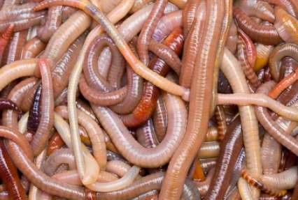Вдохновленные идеей импортозамещения томские ученые предложили разводить дождевых червей 