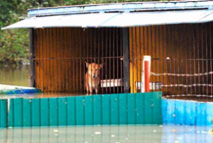 Власти Уссурийска заявили об отсутствии угрозы жизни обитателей зоопарка