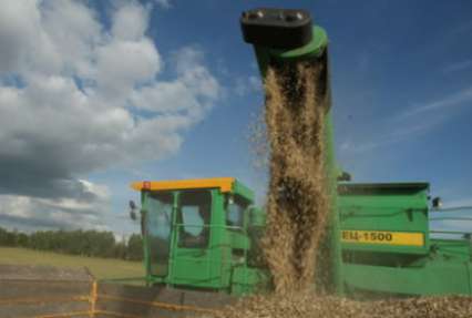 Во всем мире цены на зерно падают, а в Украине – растут