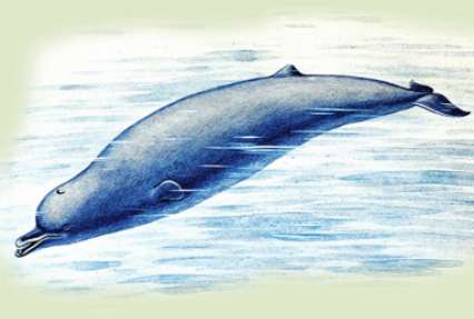 Всполошившая интернет загадочная туша на берегу Сахалина принадлежит детенышу кита, выяснили ученые