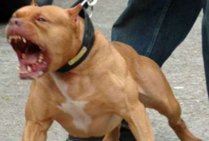 Житель Запорожья может сесть на пять лет за то, что натравил бойцовскую собаку на дворнягу