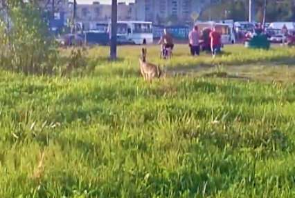 Зоологи попросили не доводить до инфаркта напугавшего жителей Петербурга огромного зайца (ВИДЕО)