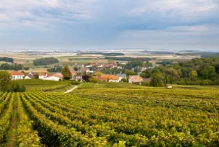 Шампань-Арденны: самый дорогой виноград в мире