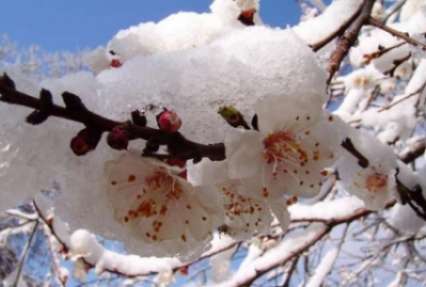 Заморозки в Украине повредили треть урожая фруктов
