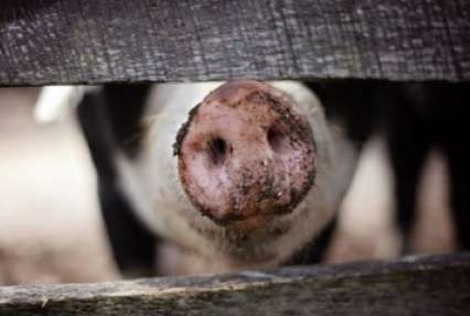 Беларусь из-за чумы забраковала украинскую свинину