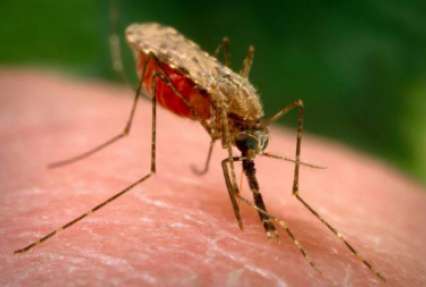 Вакцина от малярии успешно прошла клинические испытания