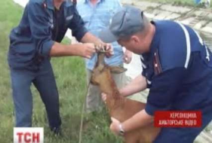 На Херсонщині врятували степову косулю
