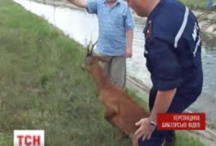 У Херсонській області врятували степову косулю